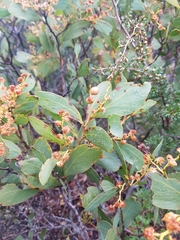 Acacia obliquinervia