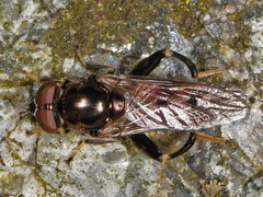 Chalcosyrphus libo