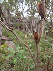 Banksia saxicola