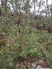 Banksia saxicola