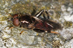 Chalcosyrphus libo