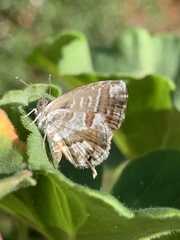 Cacyreus marshalli