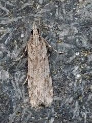 Scoparia chalicodes