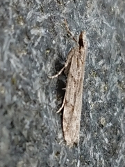 Scoparia chalicodes