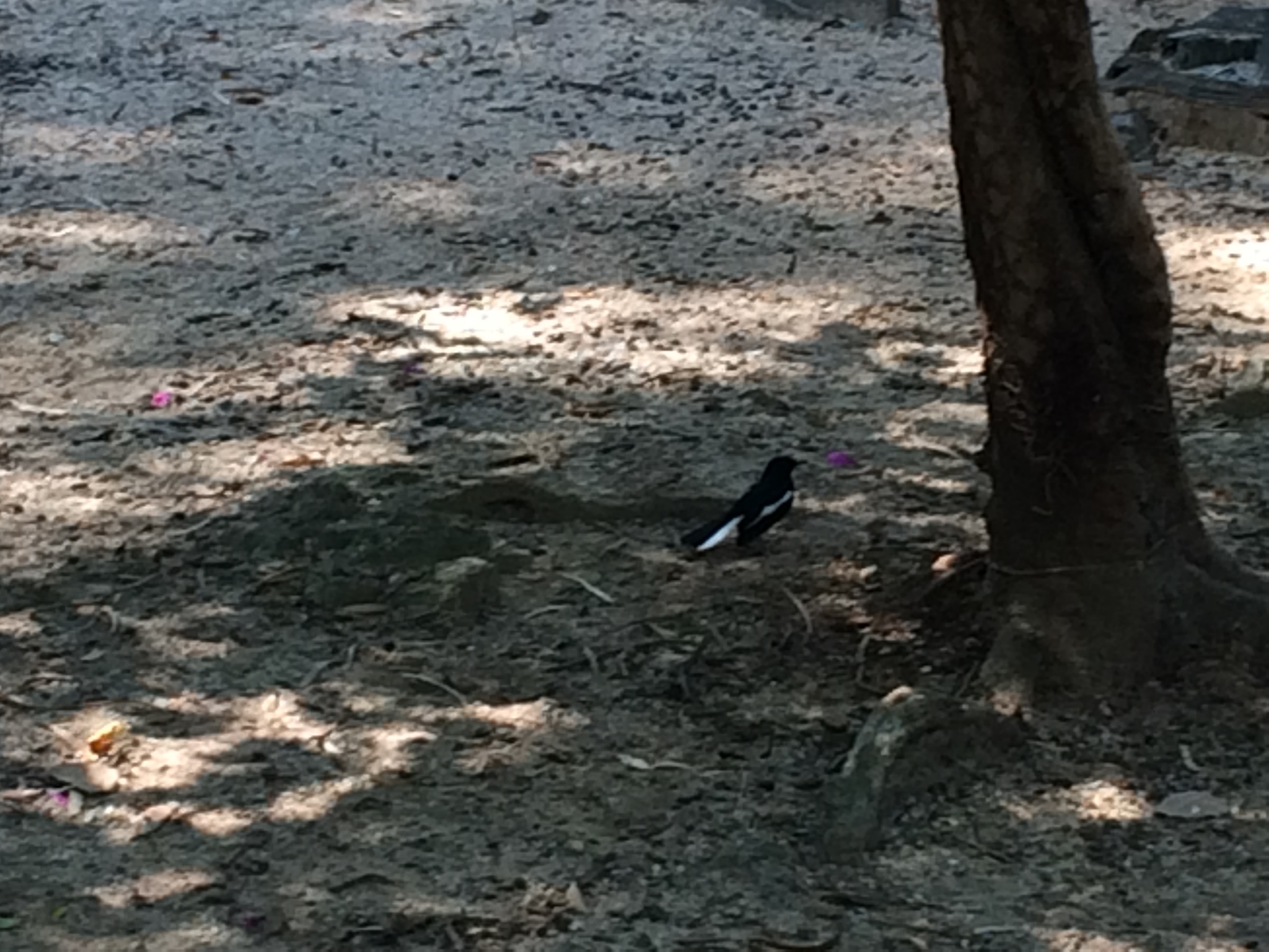 Oriental Magpie-Robin