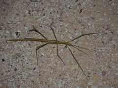 Tropidoderus gracilifemur