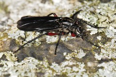 Bibio femoratus