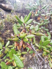 Correa lawrenceana grampiana
