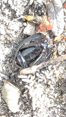 Adelium tenebrioides