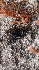Adelium tenebrioides