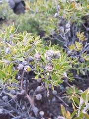 Leptospermum turbinatum