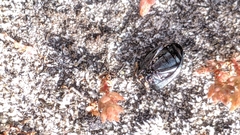 Adelium tenebrioides