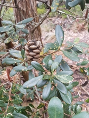 Banksia saxicola