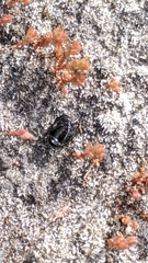 Adelium tenebrioides