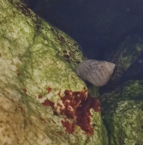 Littorina littorea