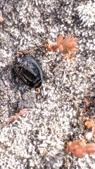 Adelium tenebrioides