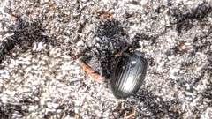 Adelium tenebrioides