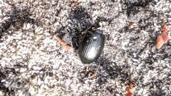 Adelium tenebrioides