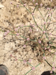 Eriogonum molestum