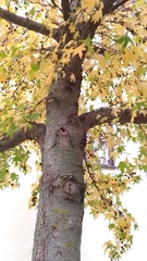 Liquidambar styraciflua