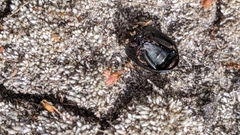 Adelium tenebrioides