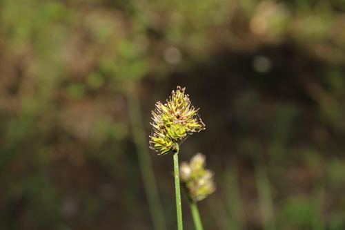 Carex lagunensis