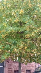 Liquidambar styraciflua