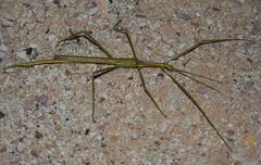 Tropidoderus gracilifemur