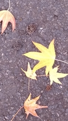 Liquidambar styraciflua