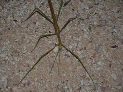 Tropidoderus gracilifemur