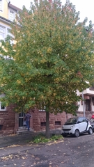 Liquidambar styraciflua