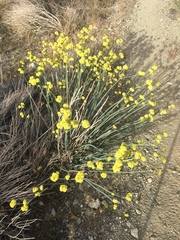 Eriogonum nudum westonii