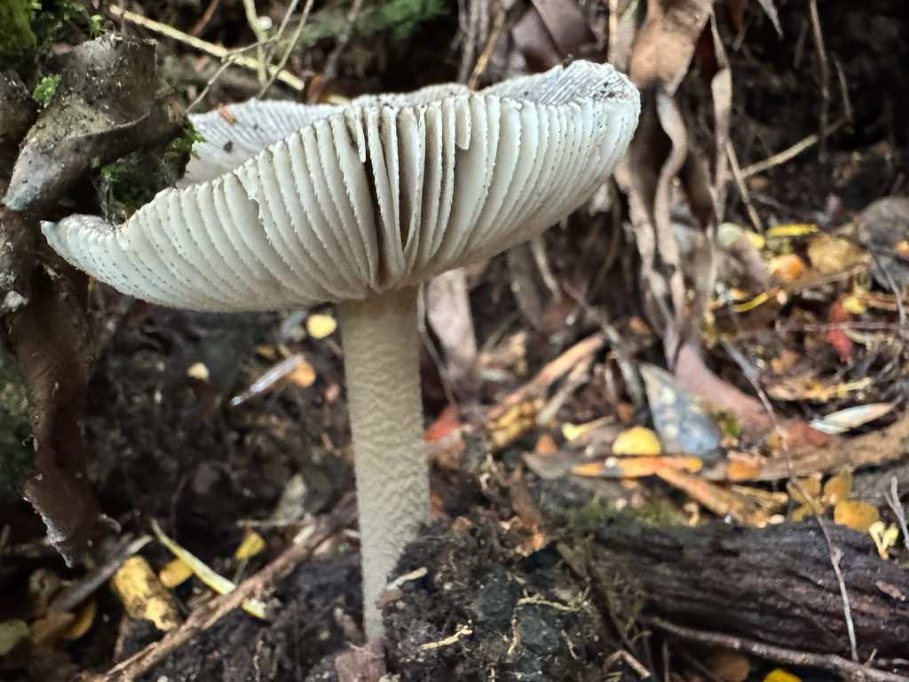 Amanita cheelii · March 2025 · photo: © calebcatto (iNaturalist, cc-by)