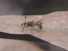 Cyrtodiopsis dalmanni