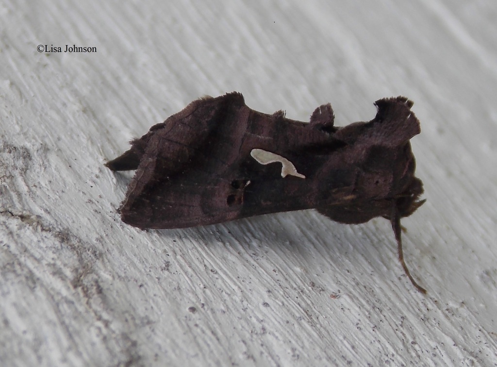Ctenoplusia calceolaris