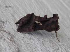 Thysanoplusia calceolaris