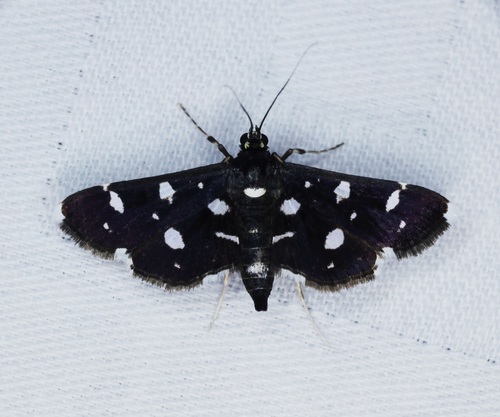 Dotted Sable