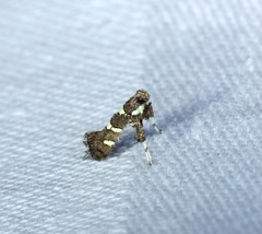 Calybites phasianipennella