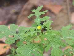 Grangea maderaspatana