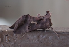 Thysanoplusia calceolaris