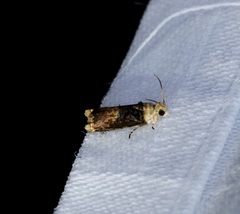 Hedya iophaea