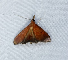 Hemiscopis sanguinea