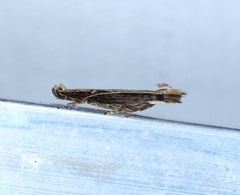 Hypatima spathota