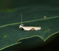 Hypatima verticosa