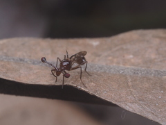 Cyrtodiopsis dalmanni