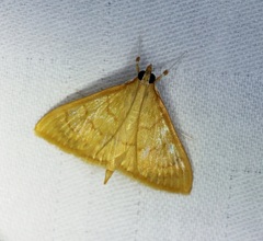 Ecpyrrhorrhoe puralis