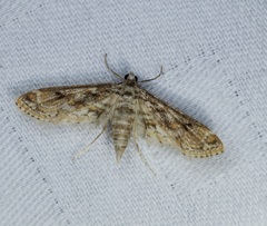 Parapoynx diminutalis