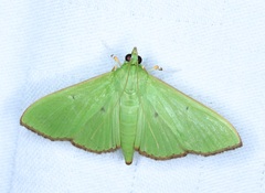 Parotis punctiferalis