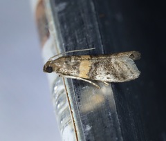 Acrobasis encaustella