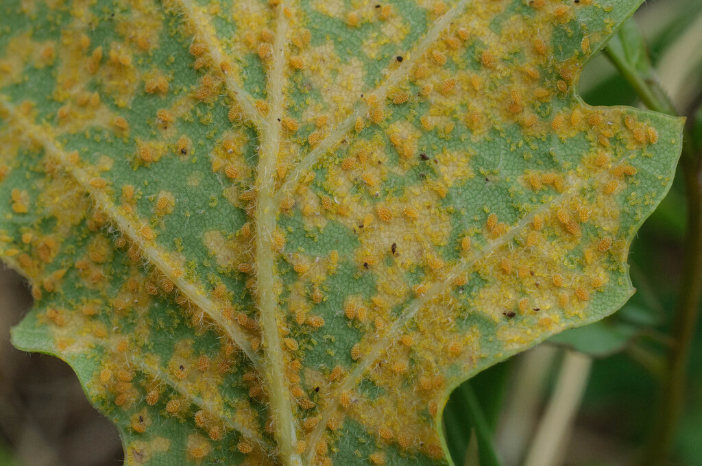 Phylloxera foae